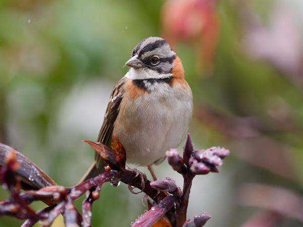 <h3><a href="/trips/costa-rica/biota/animalia/chordata/aves/040 passeriformes/126 emberizidae/zonotrichia capensis/zonotrichia capensis-nl.html">Zonotrichia&nbsp;capensis</a> / Rufous‑collared&nbsp;sparrow / Roodkraaggors</h3>OM-1 met M.40-150mm F2.8 + MC-14, 1/2000 sec  bij F4.0, ISO 4000, afstand 2.04&nbsp;m